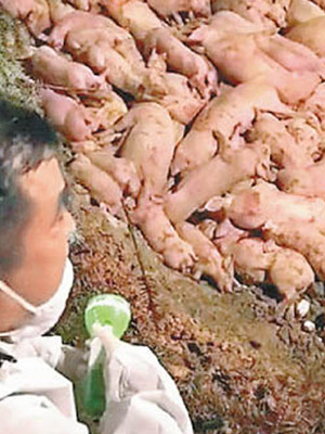 內地非洲豬瘟疫情蔓延，有染病豬隻被撲殺。