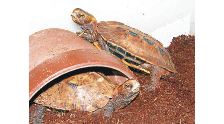 琉球山龜的數量近年銳減。（互聯網圖片）