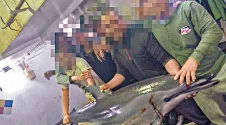 漁工準備將海豚製作成魚餌。（互聯網圖片）