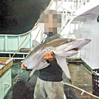 漁工與捕獲的鯊魚合照。