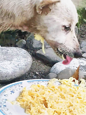 流浪狗進食時，麵條從喉部滑落。（互聯網圖片）