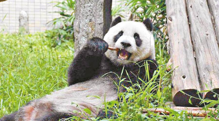 雌性大熊貓「圓仔」進入發情期，但獨守「空房」。
