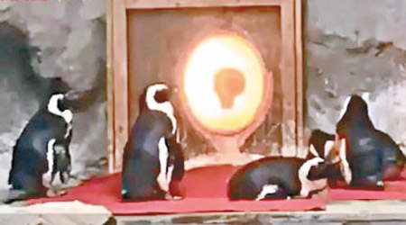 幾隻企鵝圍着電暖爐取暖。