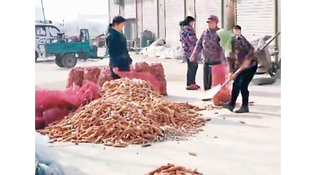 村民指粟米芯一般會打碎用作種植蘑菇。（互聯網圖片）