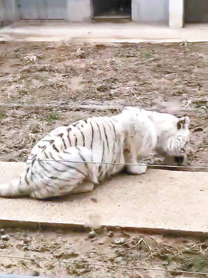 體形瘦弱的小白虎趴在地上，疑似舔食泥土。（互聯網圖片）