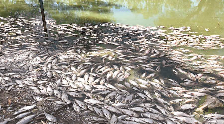 河流滿布腐爛死魚。（互聯網圖片）