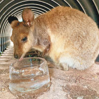 阿德萊德的動物園放置冰塊，讓小袋鼠降溫。