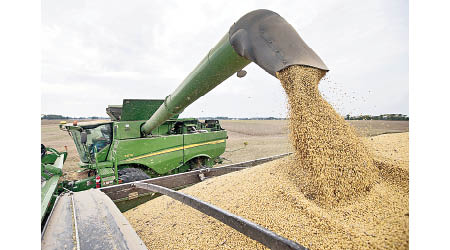 有中國國企額外採購美國大豆。（美聯社圖片）