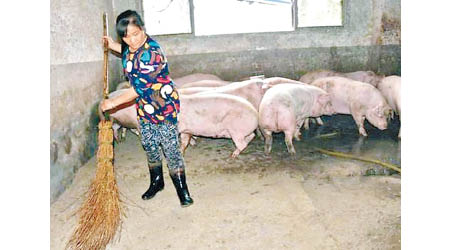 非洲豬瘟爆發，有豬農指生計大受影響。