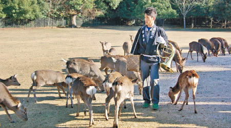 奈良公園的野鹿已習慣與人類接觸。