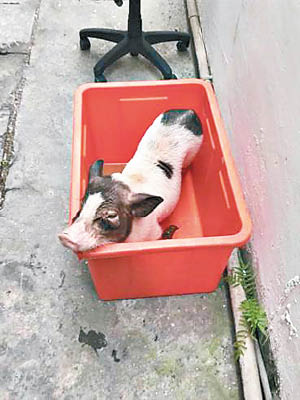寵物麝香豬被棄於膠箱內。（中時電子報圖片）