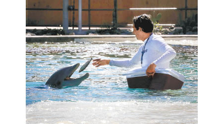 涉事海豚公園閉館調查海豚死因。（美聯社圖片）
