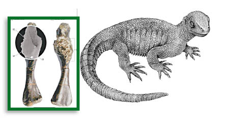 該隻羅氏祖龜（右圖）左股骨有癌細胞（左圖），判斷有骨肉瘤或惡性骨癌。