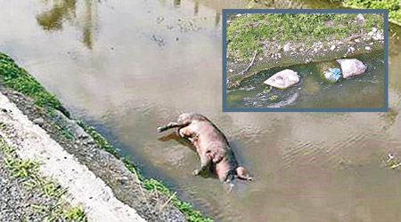 彰化縣水溝驚現發脹豬屍，旁邊有好幾包膠袋裝的內臟（小圖）。（互聯網圖片）
