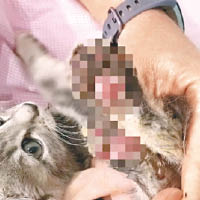 幼貓遍體鱗傷，被殘忍拔牙及剪掉爪子。（互聯網圖片）