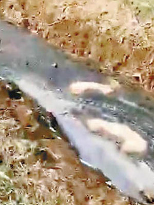 發現豬屍的河溪水質渾濁。（互聯網圖片）