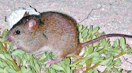 珊瑚裸尾鼠正式確認絕種。