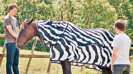 研究人員為普通馬匹套上黑白間條外套作實驗。（美聯社圖片）