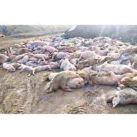 有員工攝得大批豬隻死亡的照片。（互聯網圖片）