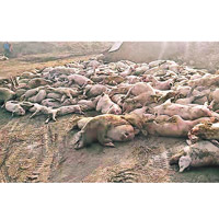徐水區養豬場日前被踢爆逾萬豬隻死亡。
