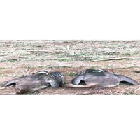 本月初在黃河濕地發現兩隻被毒殺的大雁。