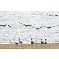 多種候鳥在黃河濕地棲息。（互聯網圖片）