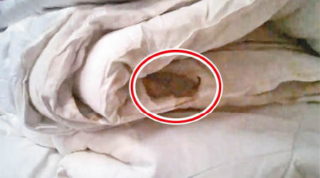 被褥中藏有被壓扁的老鼠屍體（紅圈示）。（互聯網圖片）