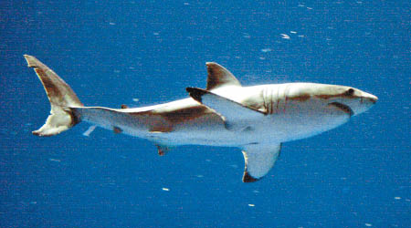 研究指鯊魚攻擊人的概率並沒有想像般高。（美聯社圖片）