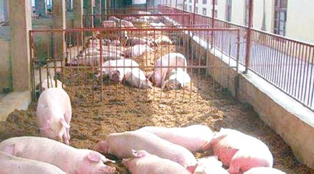 非洲豬瘟在中國多地蔓延。