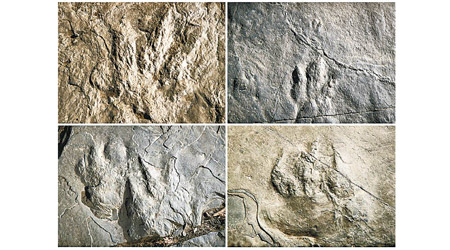 恐龍足印化石分布於築路塊岩上。（美聯社圖片）