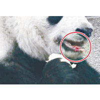 婭婭食竹筍時被發現牙齦出血（紅圈示）。