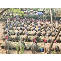 數十隻大象享用水果自助餐。（互聯網圖片）