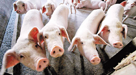 內地豬場爆發非洲豬瘟，豬隻需被撲殺。