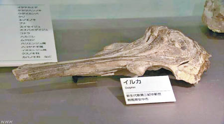 海豚的頭骨化石。（電視畫面）