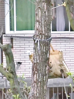 裝有貓屍的布袋已掛在樹上一星期。（互聯網圖片）