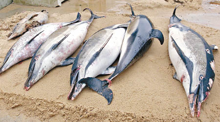 不少海豚屍體沖上法國海岸。（美聯社圖片）