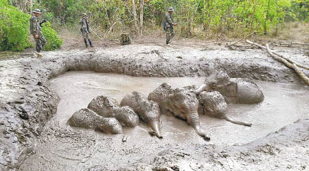眾小象困在泥池中幾乎沒頂。（美聯社圖片）
