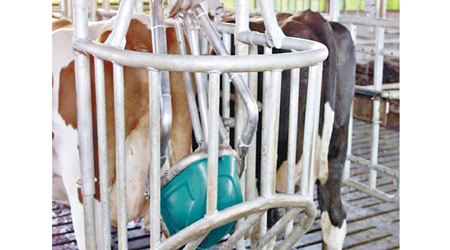 新型牛廁從源頭減少牛隻尿液中氨氣造成的環境污染。