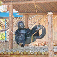 假猩猩躺在輪胎上，悠然自得。（互聯網圖片）