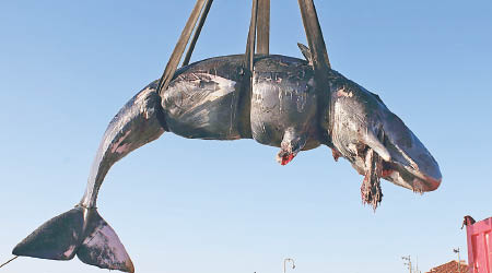 鯨魚在意大利擱淺死亡。（美聯社圖片）