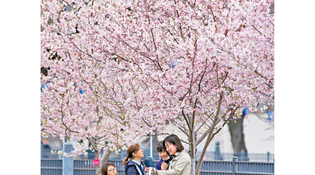 研究有助更準確預測櫻花的開花時間。（美聯社圖片）