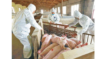 內地爆發非洲豬瘟疫情以來，各地均加強防控工作。（互聯網圖片）