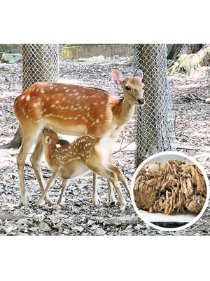 每年有大批遊客餵飼奈良鹿。