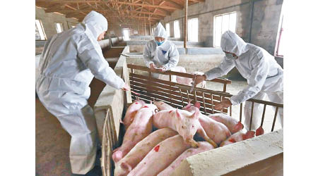 防疫人員檢查豬隻，嚴防非洲豬瘟。（互聯網圖片）