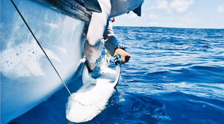 研究人員為鯊魚戴上電子標籤。