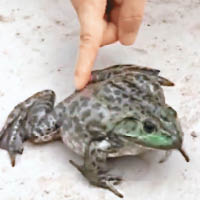 牛蛙被放在地上後乖乖收聲。（互聯網圖片）