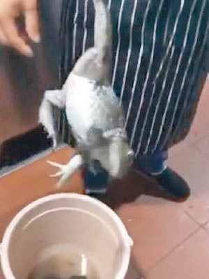 廚師從桶中拿出牛蛙後，牠不斷發出如貓叫的聲音。