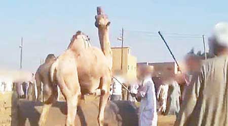 埃及旅遊區安排遊客騎駱駝。