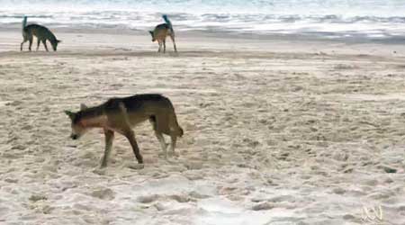 弗雷澤島多次有野犬襲擊人類。（電視畫面）