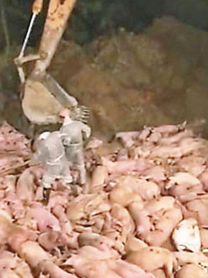 內地每次爆出非洲豬瘟疫情後，大量活豬被撲殺。